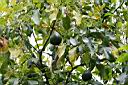 Img_0905_avokado.jpg