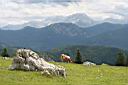 Img_4331.jpg